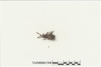 藏品(偏葉提燈苔)的圖片